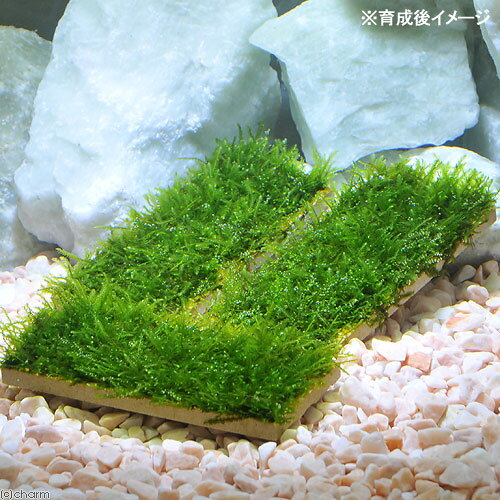（水草）巻きたて　ウィローモス　プレート（水中葉）（無農薬）（3個）
