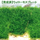 （水草）巻きたて　ウィローモス　ミックス付　流木　Sサイズ（約15cm）（水中葉）（無農薬）（1本）