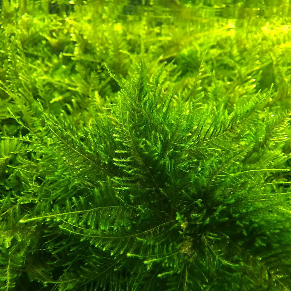 �ʿ���ˡ������ѡ������㥤��������ƥ��������⥹�������С�SS��������8cm�ʲ��ˡʿ����աˡ�̵�����ˡ�1�ġ�