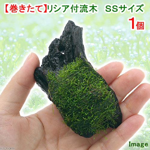 （水草）巻きたて　リシア付き流木　SSサイズ（約10cm）（水中葉）（無農薬）（1本）