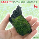 （水草）巻きたて　リシア付き流木　SSサイズ（約10cm）（水中葉）（無農薬）（1本）