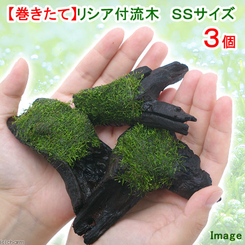 （水草）巻きたて　リシア付き流木　SSサイズ（約10cm）（水中葉）（無農薬）（3本）