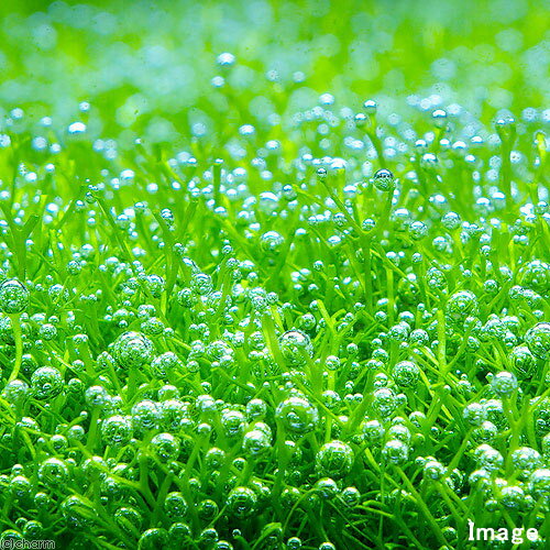 �ʿ���˴������ơ��ꥷ����ή�ڡ�S����������15cm�ˡʿ����աˡ�̵�����ˡ�1�ܡ�