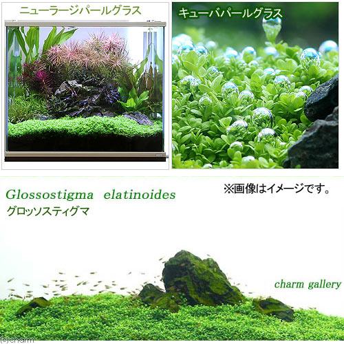 �ʿ���ˤ����ᤷ������ץ�󥫥åסʿ���աˡ�̵������3�糧�å�