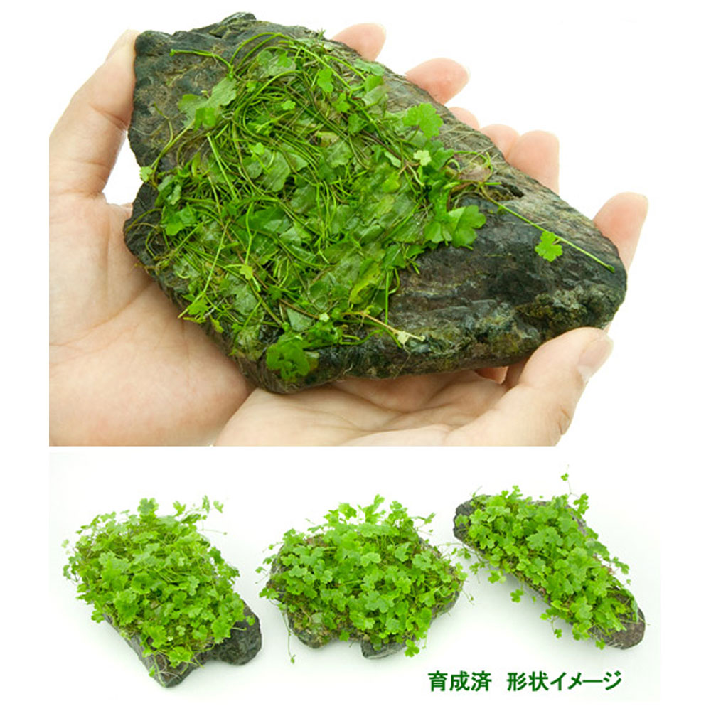（水草）巻きたて　オーストラリアン　ノチドメ付き風山石　Mサイズ（約14cm）（水...