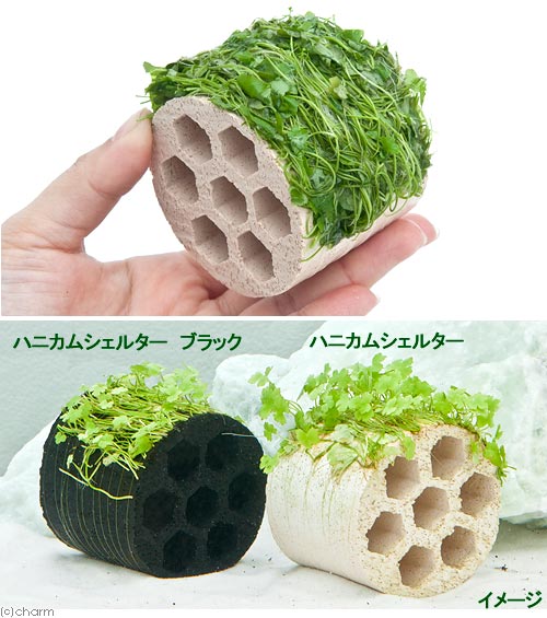（水草）巻きたて　ハニカムシェルターオーストラリアン　ノチドメ（水上葉）（無...