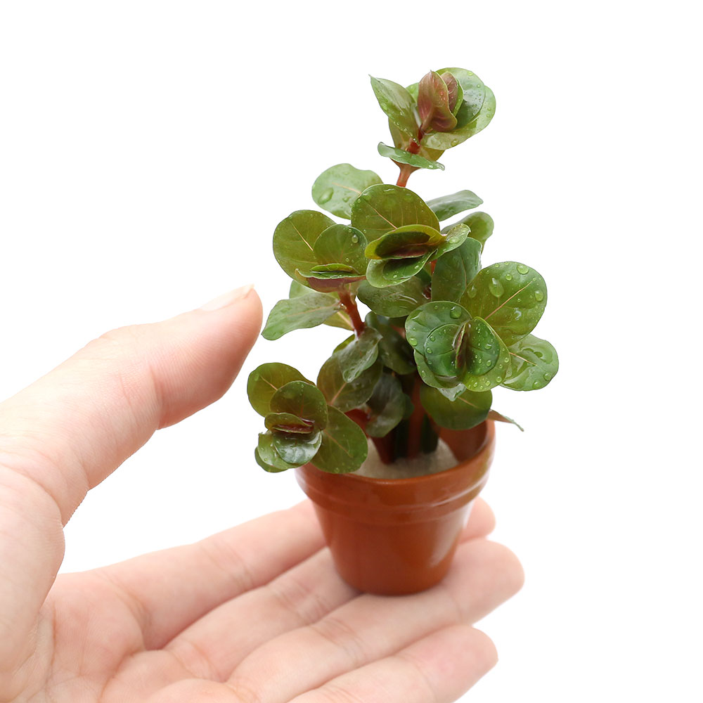 �ʿ���˥ץ��ǾƤ�ȭ�������顡���ȥ�ǥ��ե��ꥢ���٥ȥʥࡡH��ra�ʿ���աˡ�̵�����ˡ�3�ġ�