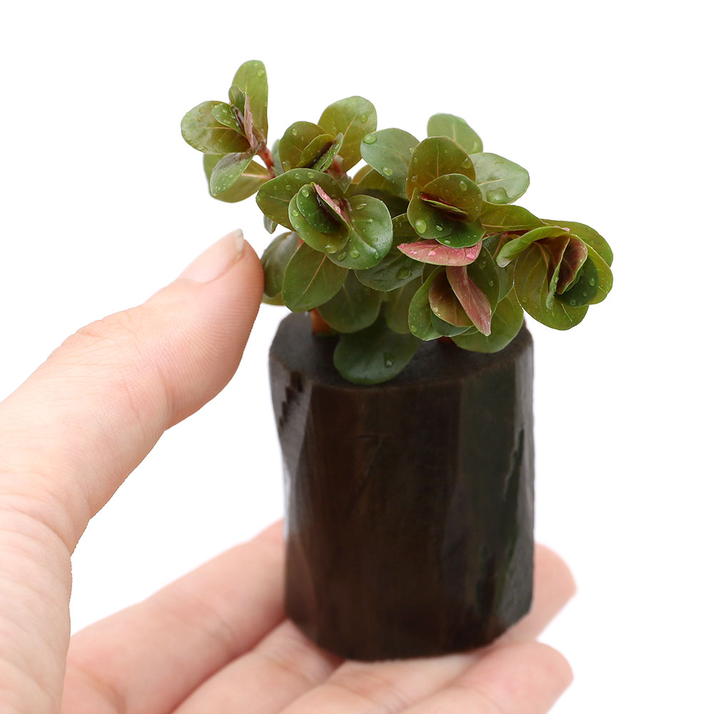 �ʿ���˥����顡���ȥ�ǥ��ե��ꥢ���٥ȥʥࡡH��ra�ʿ���ա˥����ݥå��ա�̵�����ˡ�1�ġ�