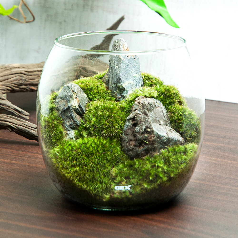 （観葉植物）GEX　グラスアクアリウム　ドロップ　風山石　レイアウト完成品(1個)【HLS_DU】