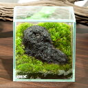 (観葉植物)GEX グラステリア フィット 100CUBE 浅間溶岩石 レイアウト完成品(1個)