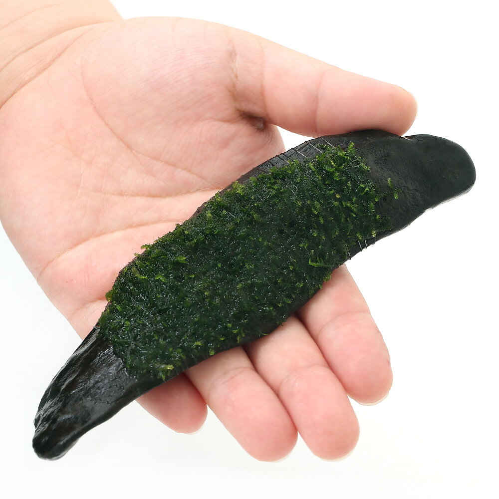（水草）巻きたて　ウィローモスsp．ナロー　流木　Sサイズ（約15cm）（水中葉）（...
