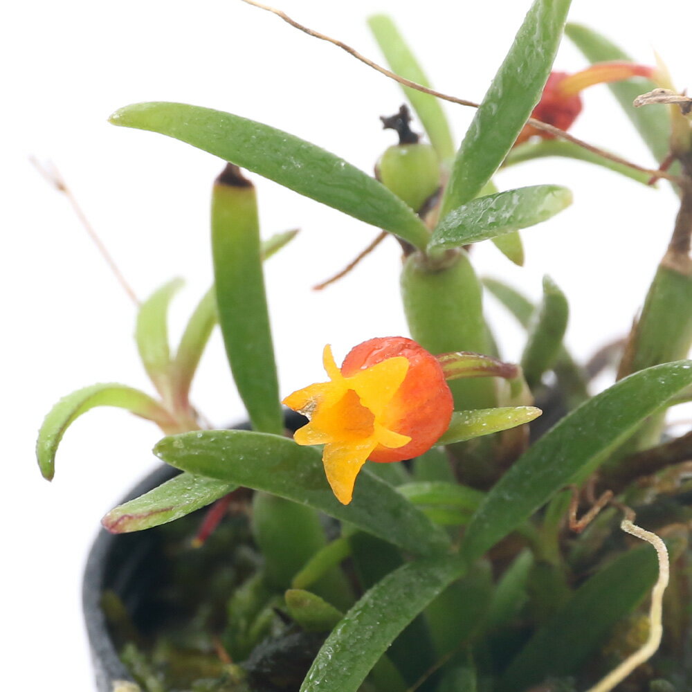 （観葉植物）ビバリウムプランツ メディオカルカ デコラタム（1ポット）