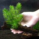(水草)流木 ザ ボンサイ ver.おまかせモス&マツモ(約15cm)(無農薬) (1個)メダカ 金魚 水質浄化 産卵床 北海道航空便要保温