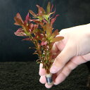 (水草)半水中葉 ロタラ ロトンディフォリア レディッシュ 鉛巻き(半水中葉)(無農薬)(1個)