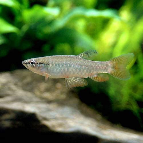 Neon Tetra - （熱帯魚）ピリューリナ・ブレビス（1匹）　北海道・九州航空便要保温