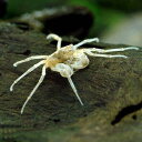 (エビ・カニ)ミクロスパイダー・クラブ(2匹) 北海道・九州航空便要保温