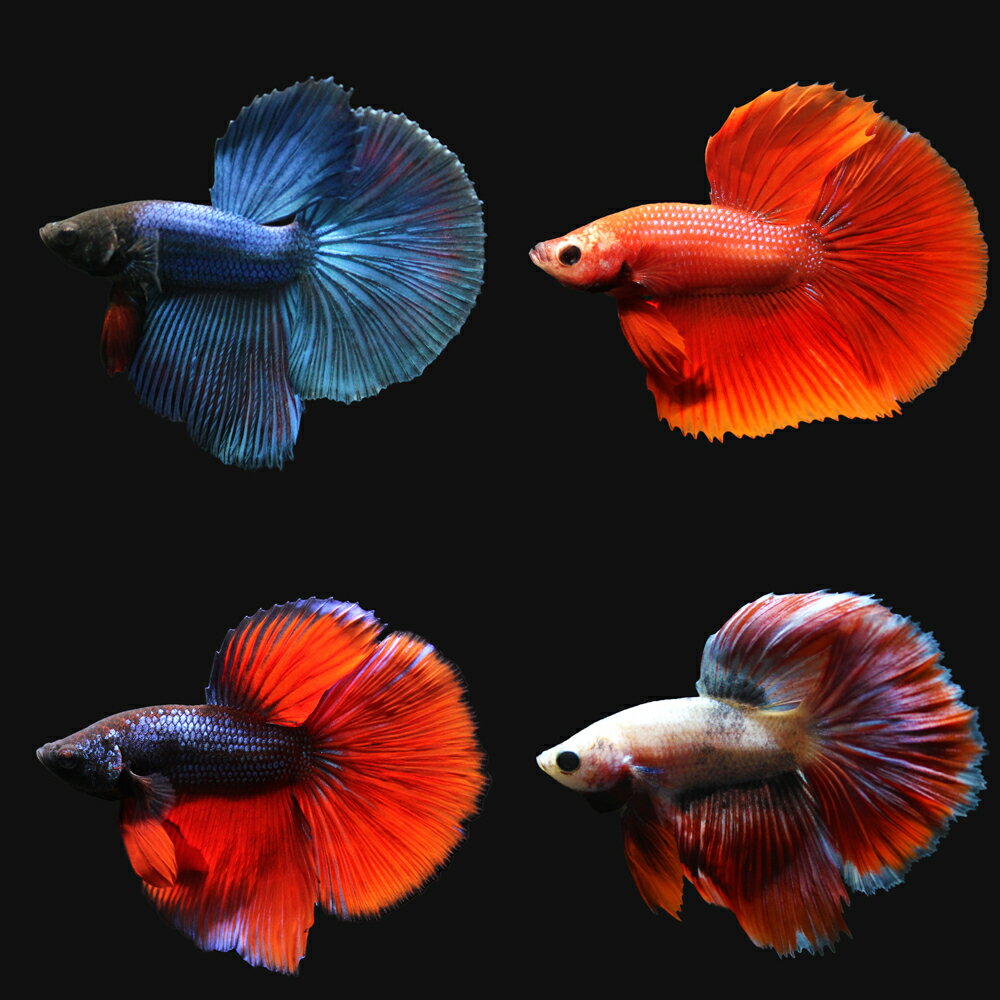 ��Ǯ�ӵ��˥٥��������ѡ��ǥ륿�ơ��롡������ʤ��ʥ����ˡ�1ɤ�ˡ��̳�ƻ���彣�Ҷ������ݲ�