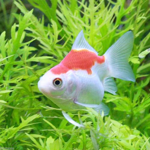 （国産金魚）福ダルマ（1匹）