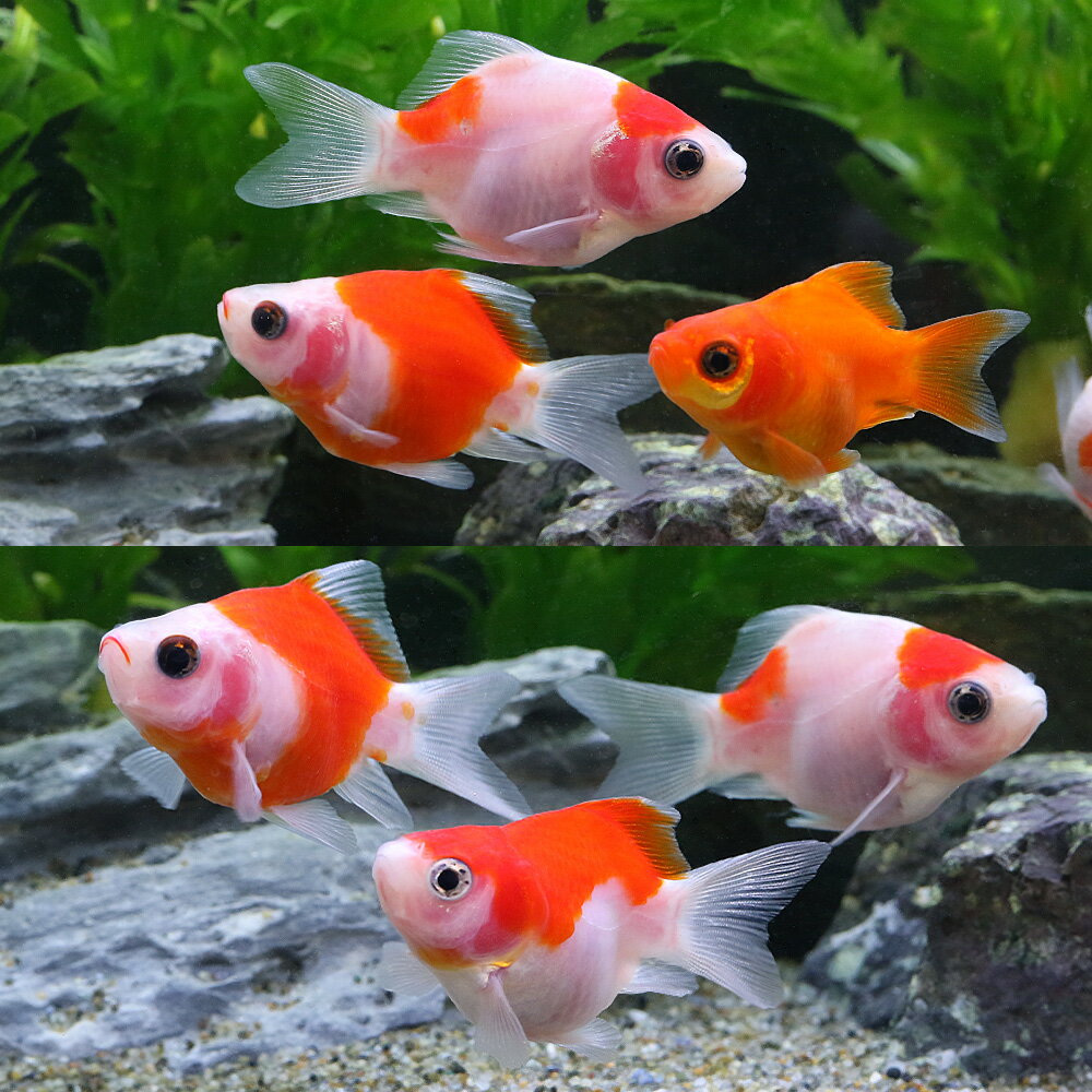 （国産金魚）福ダルマ（1匹）