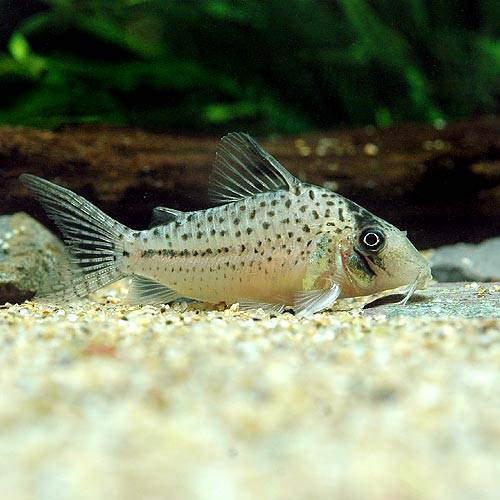 （熱帯魚）コリドラス・オルフノプテルス（ワイルド）（1匹）　北海道・九州航空便要保温　沖縄別途送料