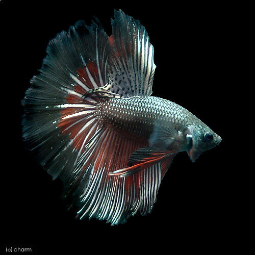 （熱帯魚）ベタ・スーパーデルタテール　レッドオーキッド　オス（1匹）　北海道・九州航空便要保温