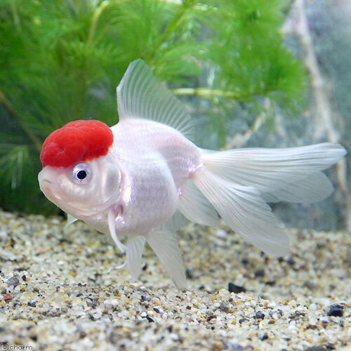 （国産金魚）飯田高頭丹頂　5〜8cm（1匹）