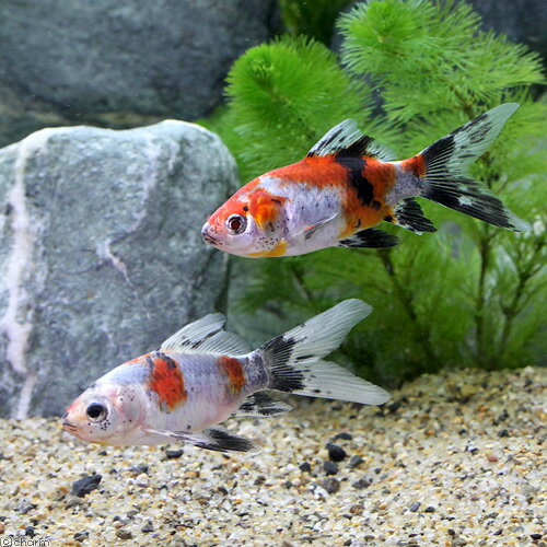 （国産金魚）メタリック朱文金（1匹）