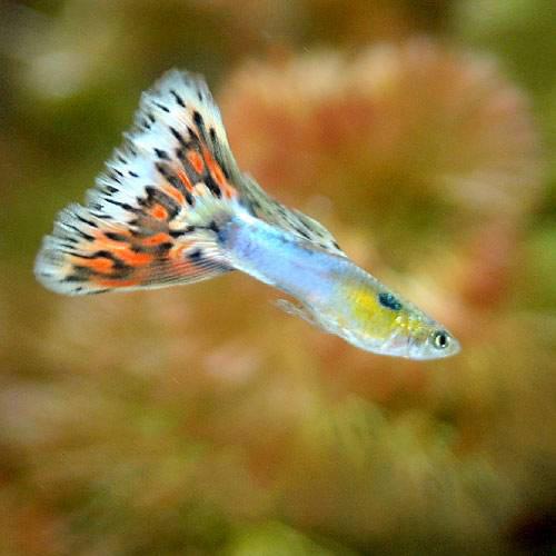メダカのページ 【サイトウ・グッピー】 アクアマリンモザイクコブラ