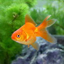 (国産金魚)琉金(3匹)