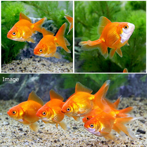 （国産金魚）琉金　4〜7cm（3匹）