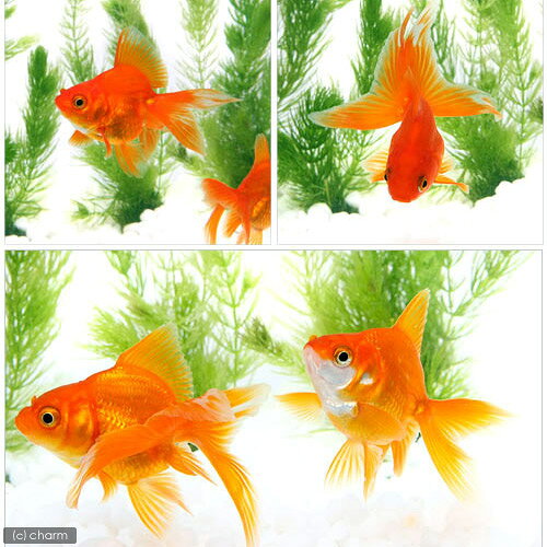 （国産金魚）琉金　4〜7cm（3匹）