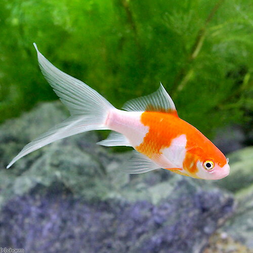 （国産金魚）コメット（3匹）
