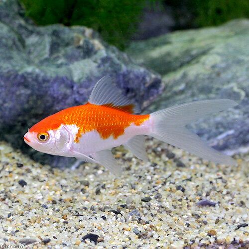 （国産金魚）コメット（3匹）