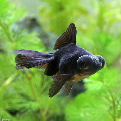 （国産金魚）出目金　黒　6〜9cm（3匹）