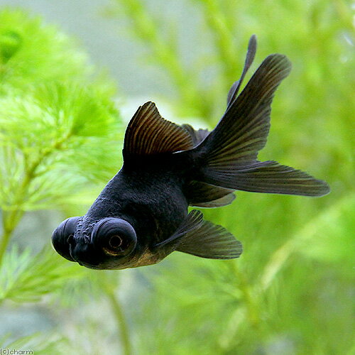 （国産金魚）出目金　黒　6〜9cm（3匹）