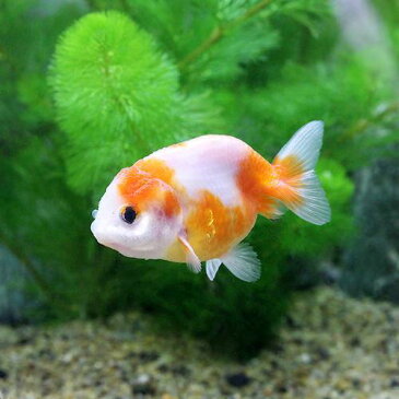 (国産金魚)桜錦 志村養魚場産(1匹)