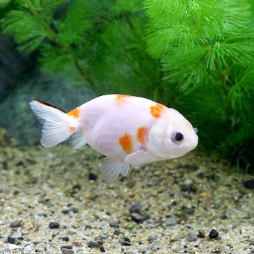 (国産金魚)桜錦 志村養魚場産(1匹)