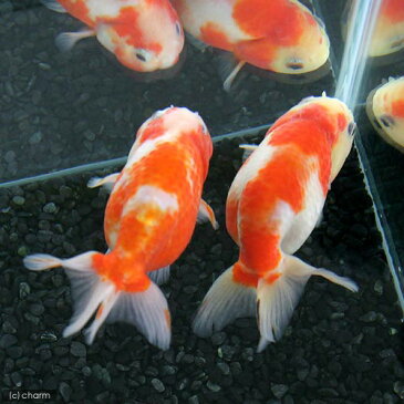 (国産金魚)桜錦 志村養魚場産(1匹)