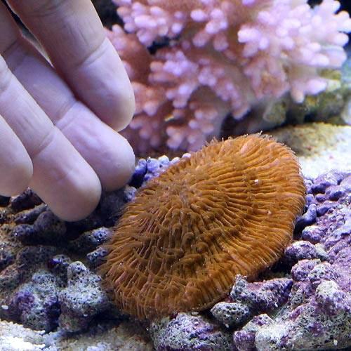 （サンゴ）クサビライシ オレンジ（1個） 海水魚 北海道・九州航空便要保温