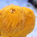 （サンゴ）沖縄産　オレンジスポンジ　Sサイズ（1個）