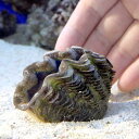 （サンゴ）ヒメシャコガイ　おまかせカラー　Mサイズ（ブリード）（1匹）　北海道・九州航空便要保温