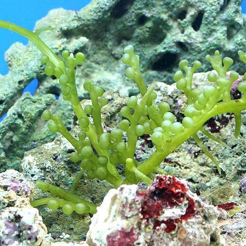 （海水魚）海藻　センナリヅタ　岩なし（1房）
