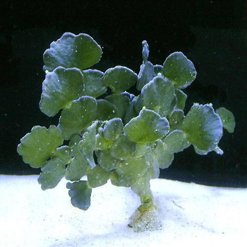 （海水魚）海藻　ヒロハサボテング