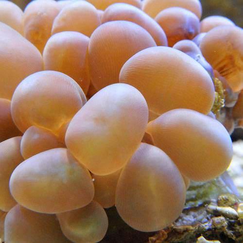 （サンゴ）バブルコーラルsp． おまかせカラー（1個） 北海道・九州航空便要保温