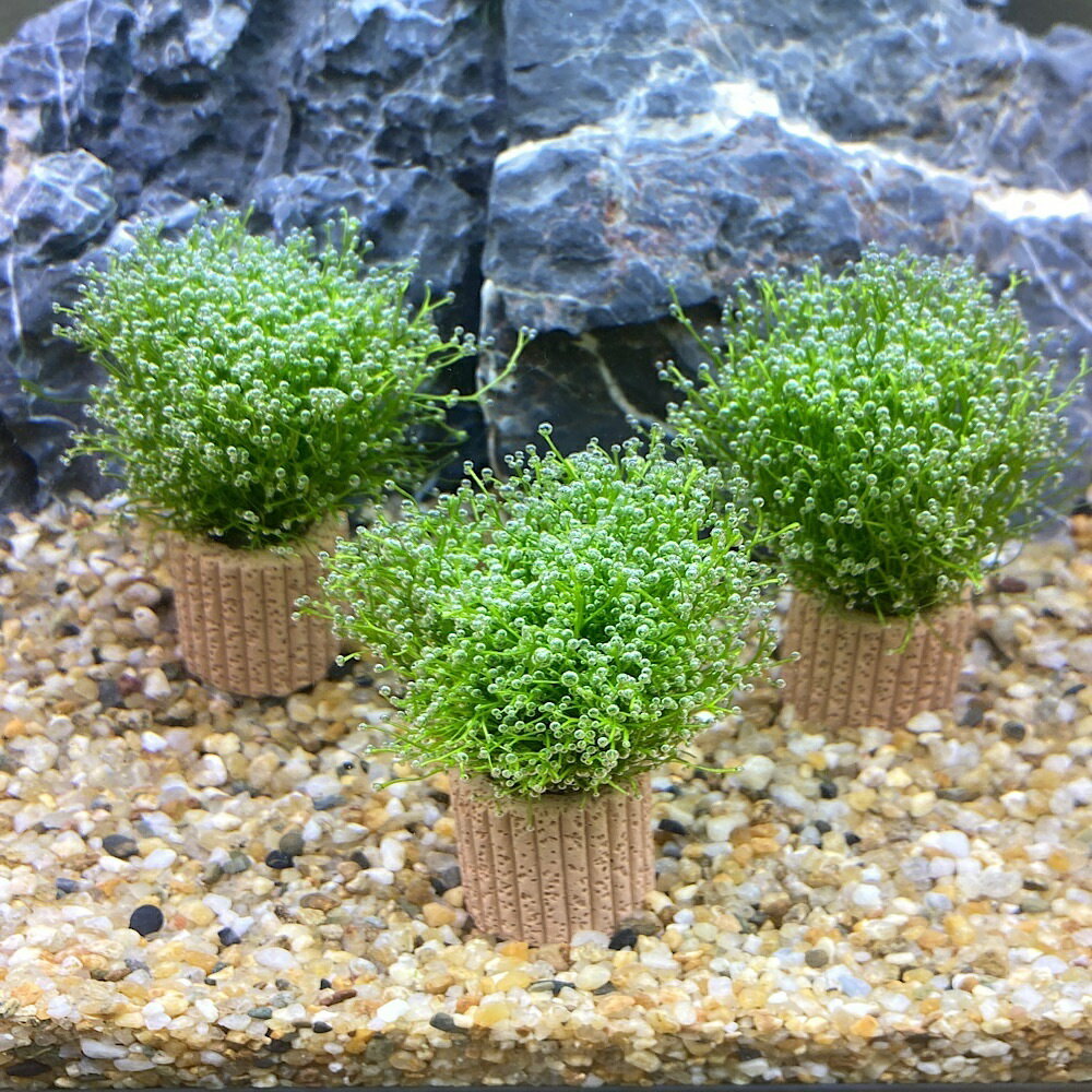 （水草）ライフマルチ　リシア（水中葉）（無農薬）（5個）