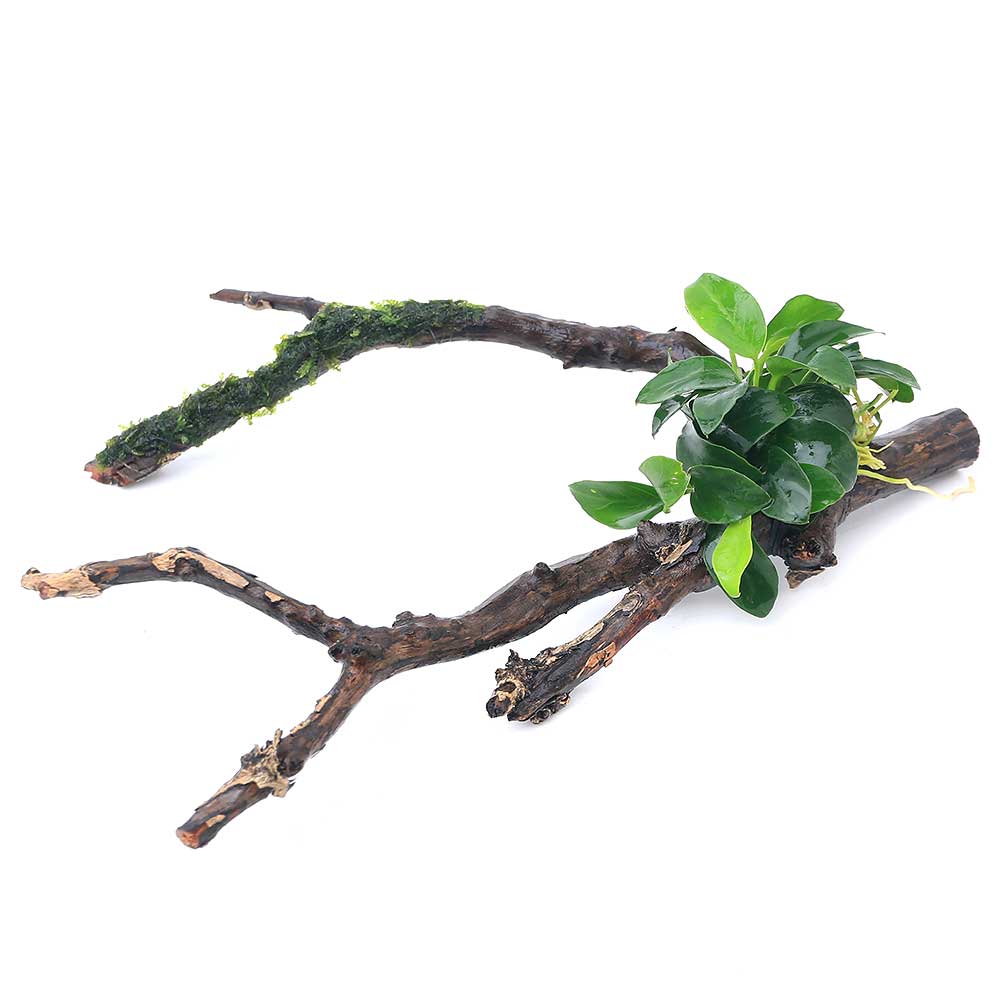 （水草）アヌビアスナナプチ＆ジャイアント南米ウィローモス　枝状流木　Sサイズ（10cm～）（1本）