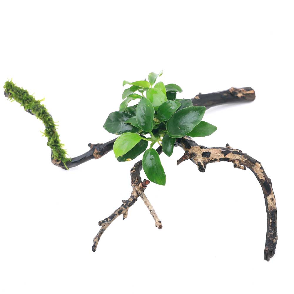 （水草）アヌビアスナナプチ＆ウィローモスsp．ナロー　付　枝状流木　Sサイズ（10cm～）（1本）