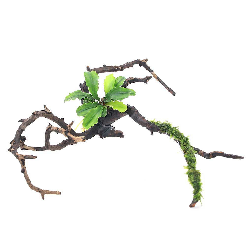 （水草）ブセファランドラsp．グリーンウェービー＆南米ウィローモス付　枝状流木　Sサイズ（10cm～）（1本）