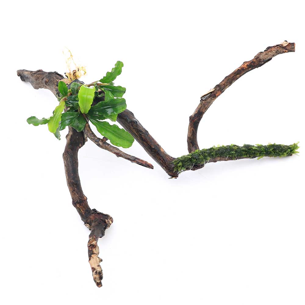 （水草）ブセファランドラsp．グリーンウェービー＆ジャイアント南米ウィローモス付　枝状流木　Sサイズ（10cm～）（1本）