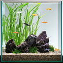 (めだか)(水草)メダカの水草レイアウトセット 生体付 本州四国限定